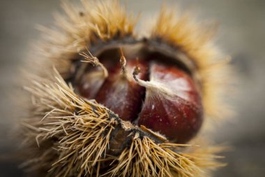 kestane kabuğu'nda sezon sonbahar