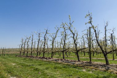 İlkbaharda meyveler açar.