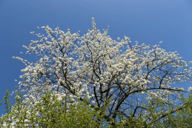 İlkbaharda meyveler açar.