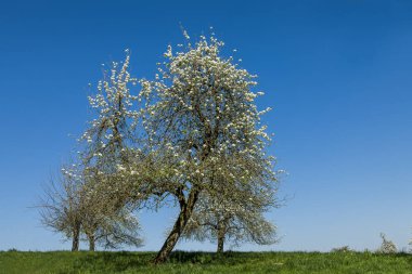 İlkbaharda meyveler açar.