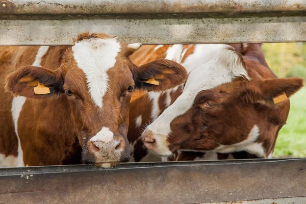 Cows standing in a row — Stock Photo, Image