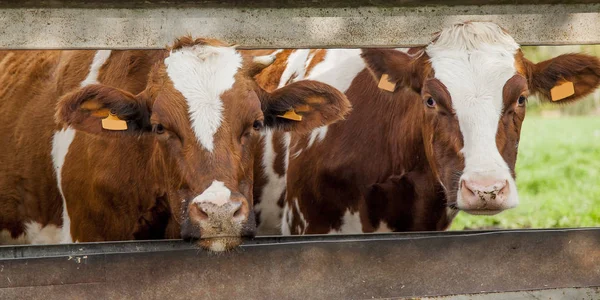 Cows standing in a row — Stock Photo, Image