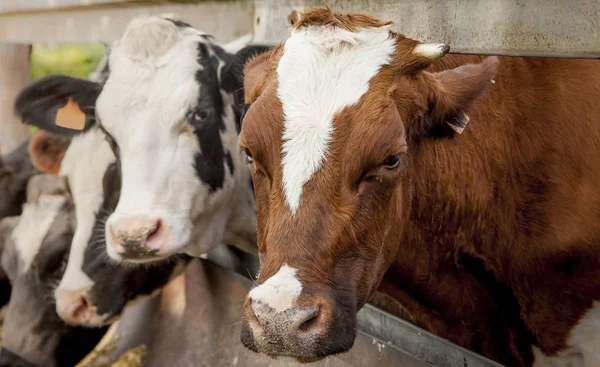 Cows standing in a row — Stock Photo, Image