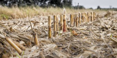 Kışın ıssız mısır tarlası