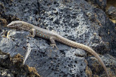 lizard Gallotia galloti