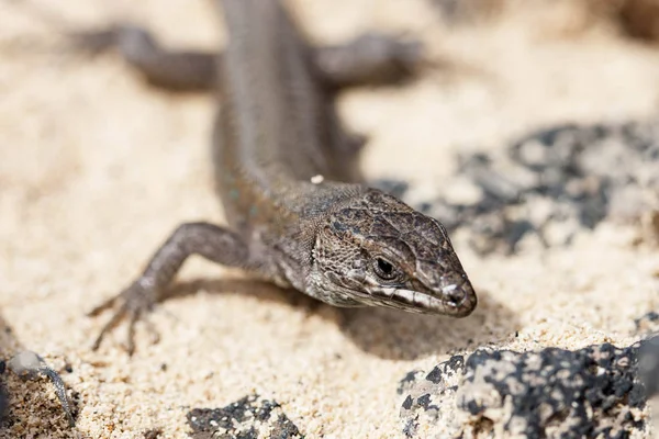Lizard Gallotia galloti — Stock Photo, Image