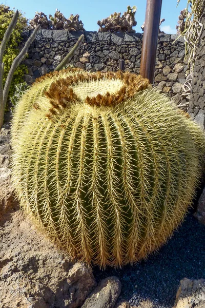 Mother-in-Laws Chair, Golden Barrel Cactus, Golden Ball — Stock Photo, Image