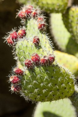kaktüs ayrıntı kaktüs bitki
