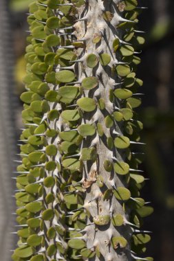 kaktüs ayrıntı kaktüs bitki