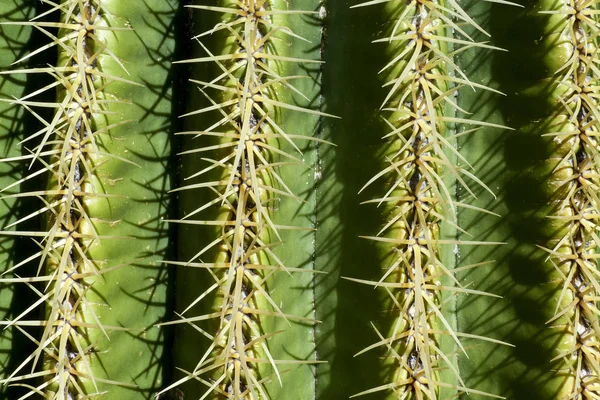 Cactus detail of cactus plant — Stock Photo, Image