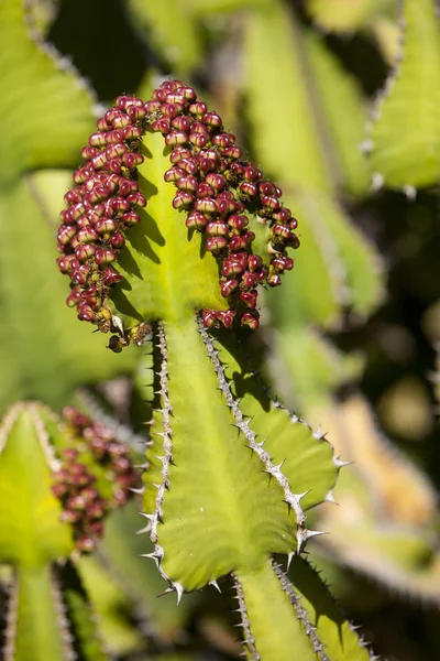 Kaktus Detail der Kaktuspflanze — Stockfoto