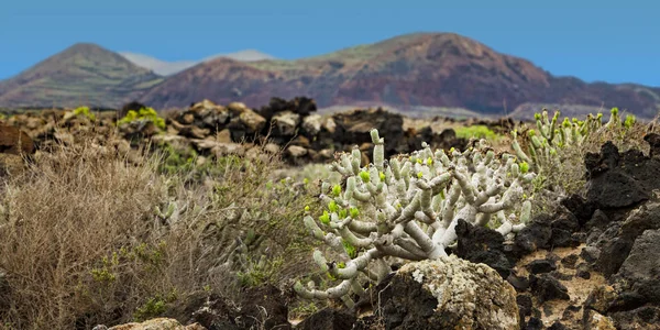 View of famara on lanzarote — Stock Photo, Image