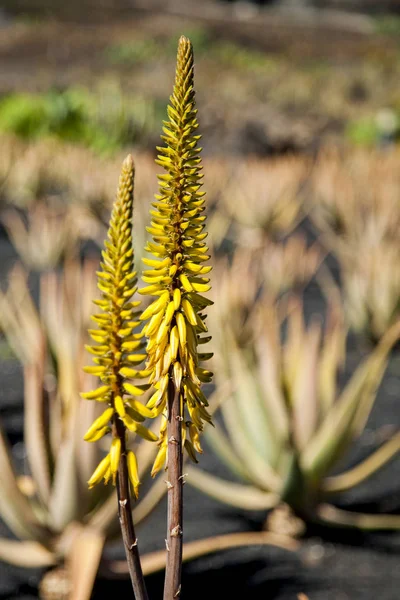 Aloe vera, champ de plantes sur Lanzarote — Photo