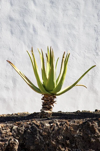 Aloe vera, field of plants on Lanzarote — Stock Photo, Image