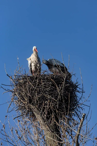 Cigüeña pareja bulding un nido —  Fotos de Stock