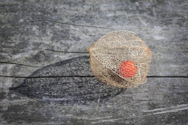 Kuru dekoratif physalis berry