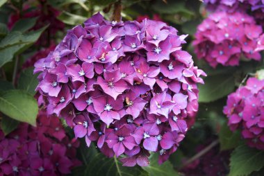 HORTENSIA