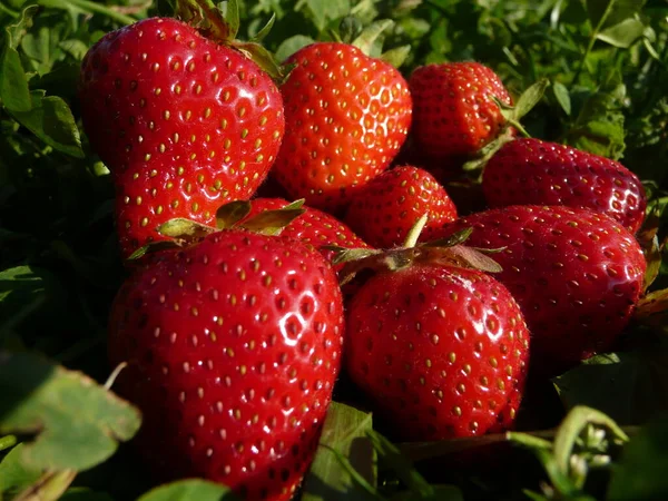 Frische Erdbeeren Auf Dem Feld Wenn Die Sonne Untergeht — Stockfoto