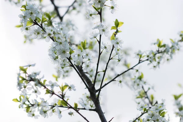Flor de espía de cerezo blanco macro —  Fotos de Stock
