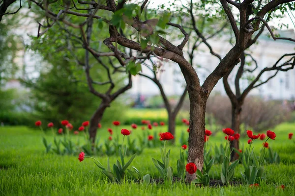 Tulipes rouges poussant au jardin — Photo