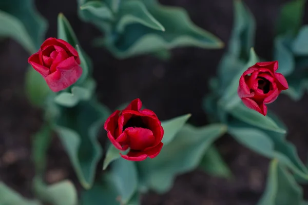 Tulipes rouges d'en haut macro — Photo