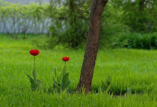 Красные тюльпаны растут в саду Стоковая Картинка