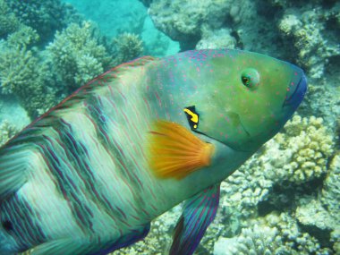 Broomtail wrasse makro çekim