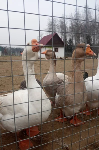 Geese Aviary Fence — Stock Photo, Image
