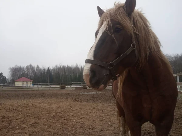 Portrait Brown Horse Corral — Stock Photo, Image