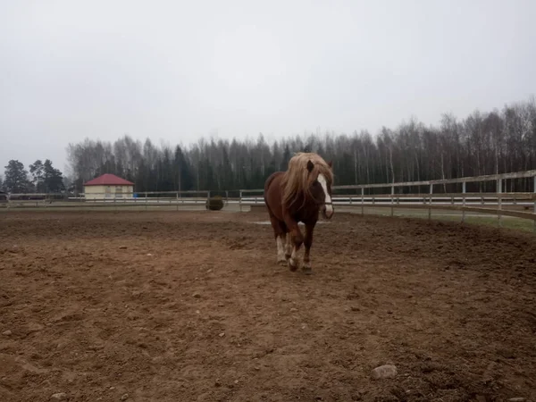 パドックでは茶色の馬が走り — ストック写真