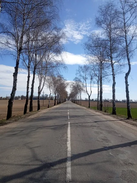 Início Primavera Beco Com Estrada Asfalto — Fotografia de Stock