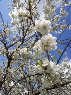 kiraz ağacı baharı çiçeği
