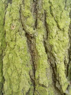Ağaç kabuğu ve ağaçtaki yeşil yosun