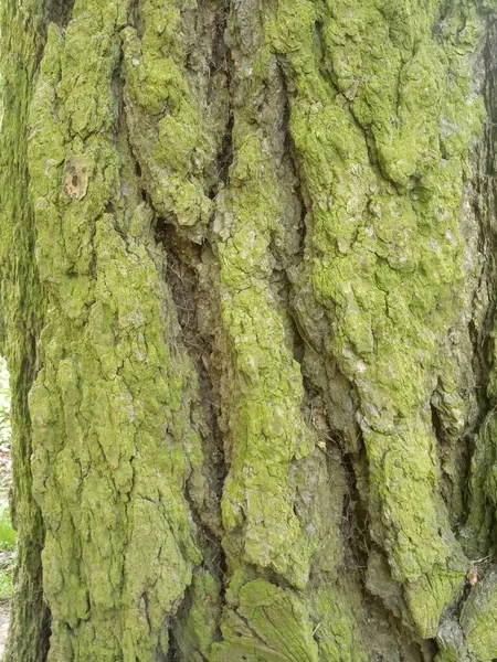 Casca Árvore Musgo Verde Uma Árvore — Fotografia de Stock