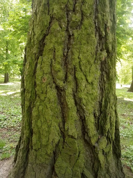 Baumrinde Und Grünes Moos Auf Einem Baum — Stockfoto