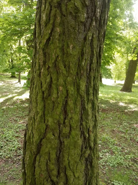 Baumrinde Und Grünes Moos Auf Einem Baum — Stockfoto