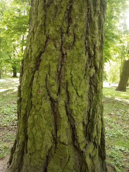 Écorce Arbre Mousse Verte Sur Arbre — Photo