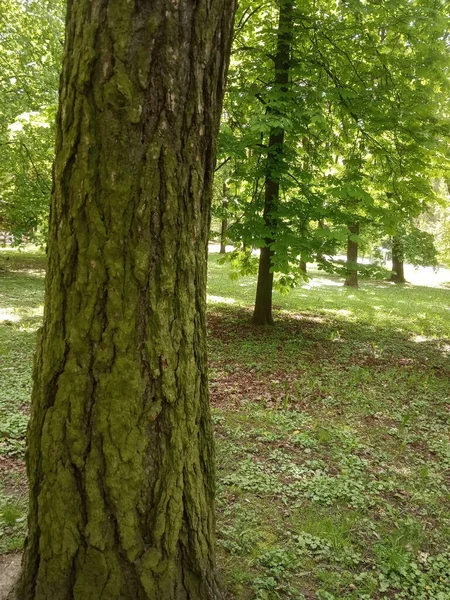 都市公園の木の樹皮と緑の苔 — ストック写真