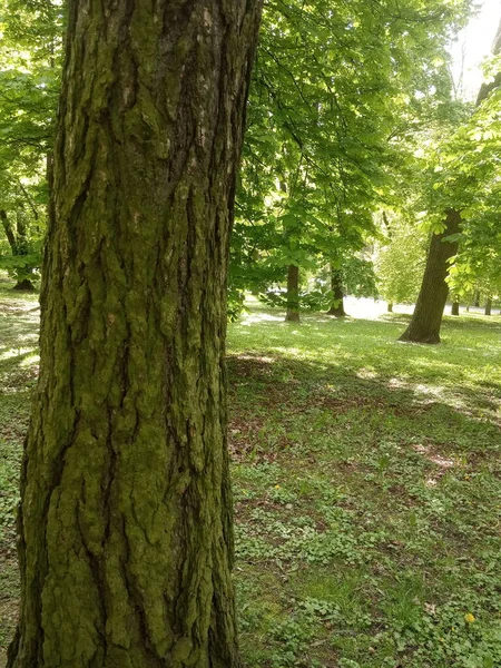 Kora Drzewa Zielony Mech Drzewie Parku Miejskim — Zdjęcie stockowe