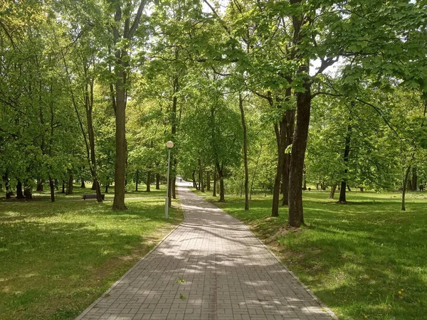 Зелене Дерево Міському Парку Сонячний День — стокове фото