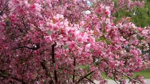 Flores Vermelhas Árvore Maçã Balançam Vento Inflorescências Densas Uma Macieira — Vídeo de Stock