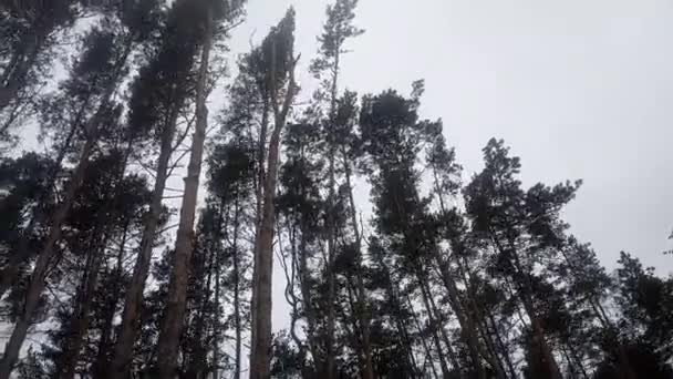 Tall Träd Svajar Från Starka Vindar Tallskog Tallar — Stockvideo