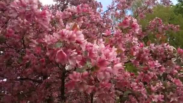 Jabłoń Czerwone Kwiaty Kołyszą Się Wietrze Gęste Kwiatostany Dzikiej Jabłoni — Wideo stockowe