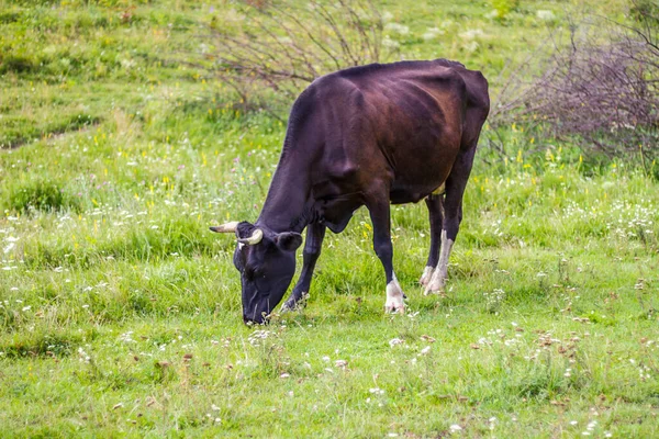 Vaca negra comendo grama verde fresca no campo em um dia ensolarado brilhante. Vaca no pasto. Perto da vaca a andar no relvado. Bovinos em pastagem. Conceito de agricultura . — Fotografia de Stock