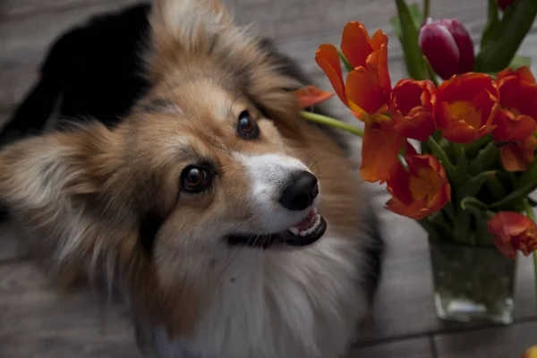 Happy dog with flowers