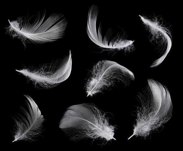 Collection of white feather isolated on black background