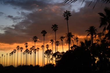 Güzel gün batımı karşı palmiye ağaçları, Los Angeles, Kaliforniya