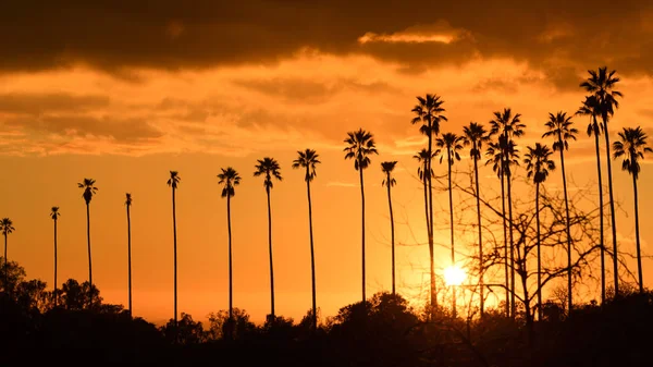 Dłoń drzewa przeciw piękny zachód słońca w Los Angeles, Kalifornia — Zdjęcie stockowe