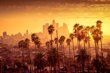 Los Angeles şehir manzarası ve palmiye ağaçları ön plan güzel gün batımı