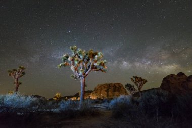Samanyolu gece Joshua Tree National Park